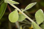 Toothed whitetop aster 